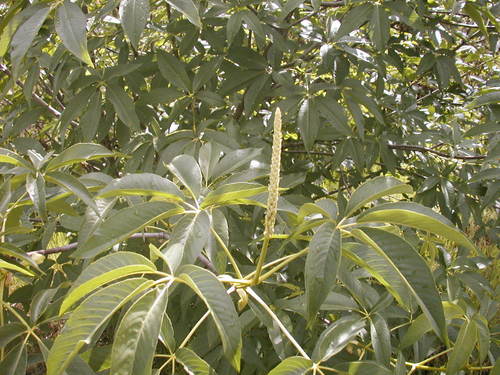 Aesculus californica (California Buckeye)