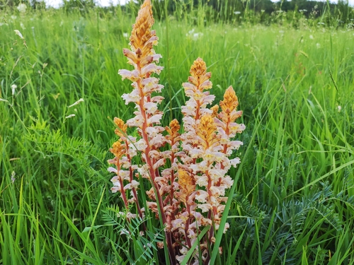 Orobanche minor (Common Broomrape)