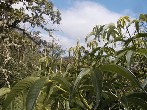 Aesculus californica (California Buckeye)
