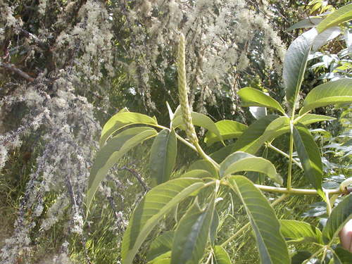Aesculus californica (California Buckeye)
