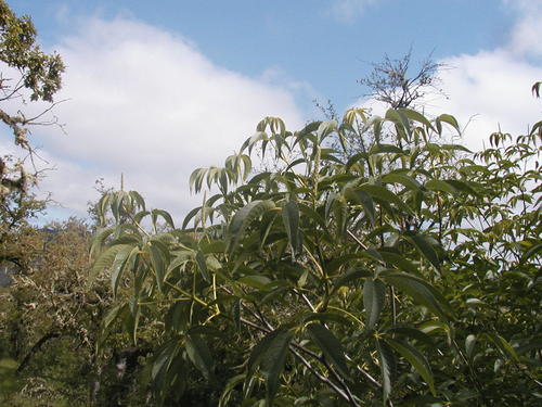 Aesculus californica (California Buckeye)
