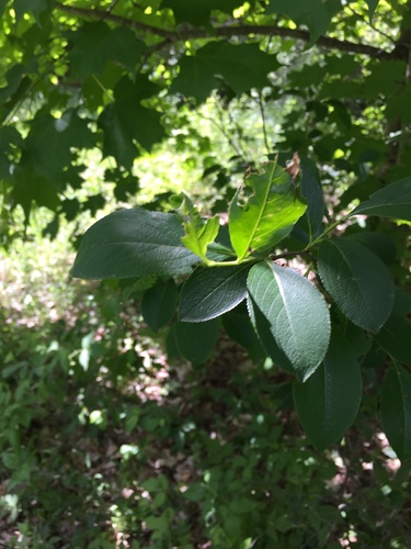 Aronia melanocarpa (Chokecherry) (alternate view 7)