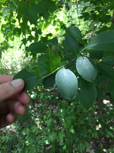 Aronia melanocarpa (Chokecherry) (alternate view 4)