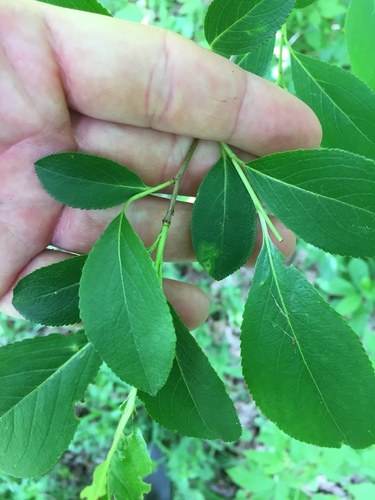 Aronia melanocarpa (Chokecherry) (alternate view 5)