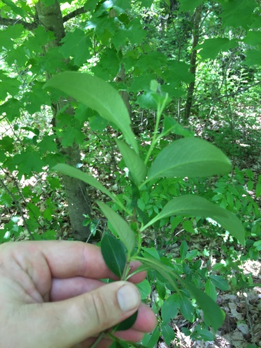 Aronia melanocarpa (Chokecherry) (alternate view 6)