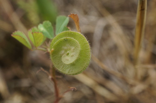 Medicago (medicks) (alternate view 3)