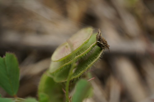 Medicago (medicks) (alternate view 4)