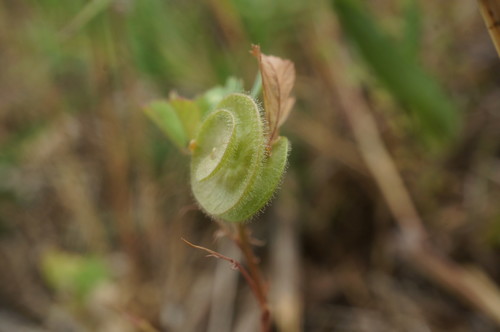 Medicago (medicks) (alternate view 5)