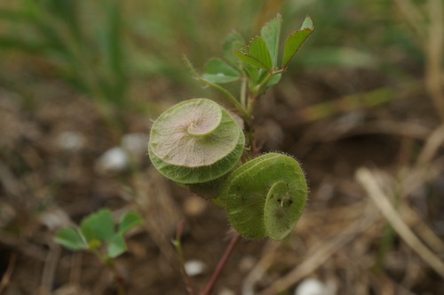 Medicago (medicks) (alternate view 6)