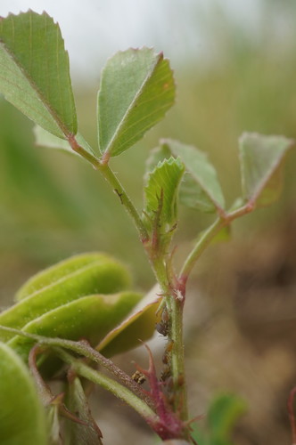 Medicago (medicks) (alternate view 7)