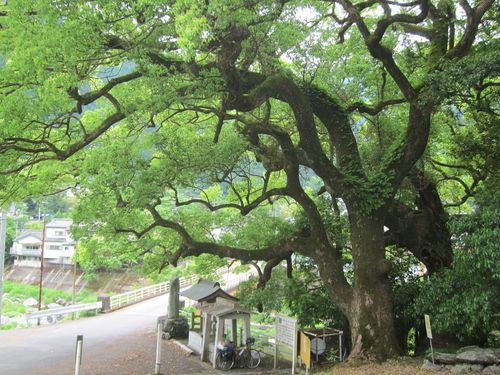 Camphora officinarum (Camphor)