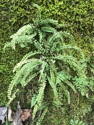 Asplenium trichomanes (Maidenhair Spleenwort) (alternate view 2)