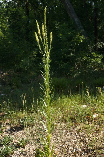 Reseda luteola (Weld)
