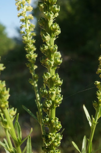 Reseda luteola (Weld)