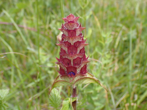Prunella vulgaris (self heal)