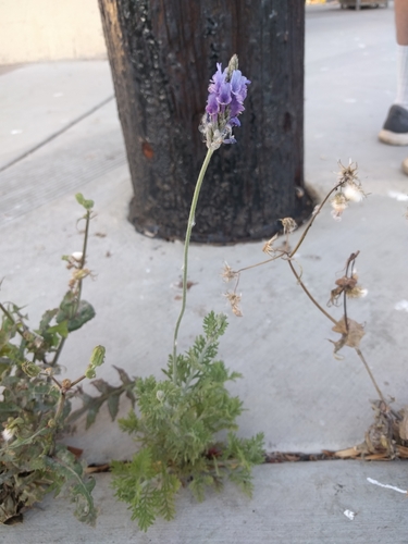 Lavandula (Lavenders) (alternate view 7)