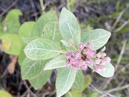 Pluchea baccharis (Rosy Camphorweed) (alternate view 2)