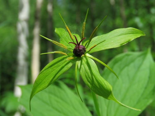 Paris quadrifolia (herb paris) (alternate view 3)
