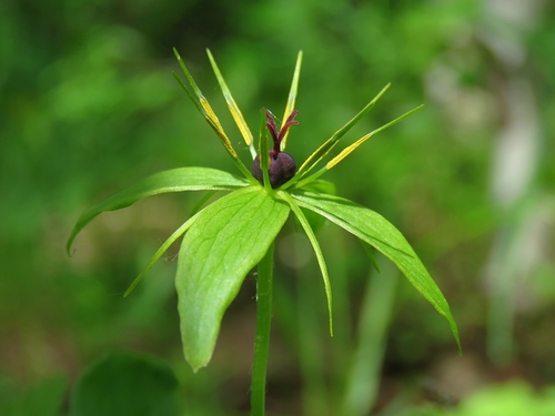 Paris quadrifolia (herb paris) (alternate view 4)
