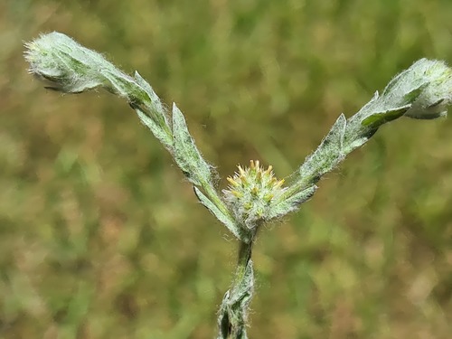 Filago germanica (Common Cudweed)