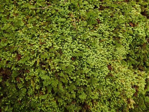 Hymenophyllum cupressiforme (Common Filmy-fern) (alternate view 5)