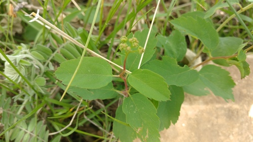Spiraea lucida (Shinyleaf Spiraea) (alternate view 4)