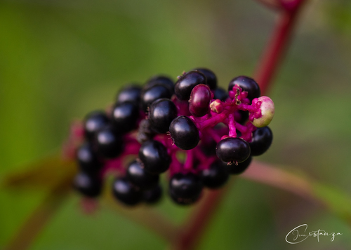 Phytolacca americana (American pokeweed)