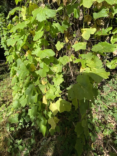 Vitis californica (California wild grape) (alternate view 2)