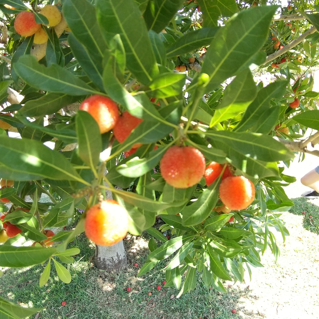 Morella rubra, Chinese bayberry — spreading evergreen (Myricaceae) (image 1 of 10)