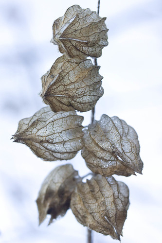 Lepechinia calycina (California Pitcher Sage) (alternate view 4)