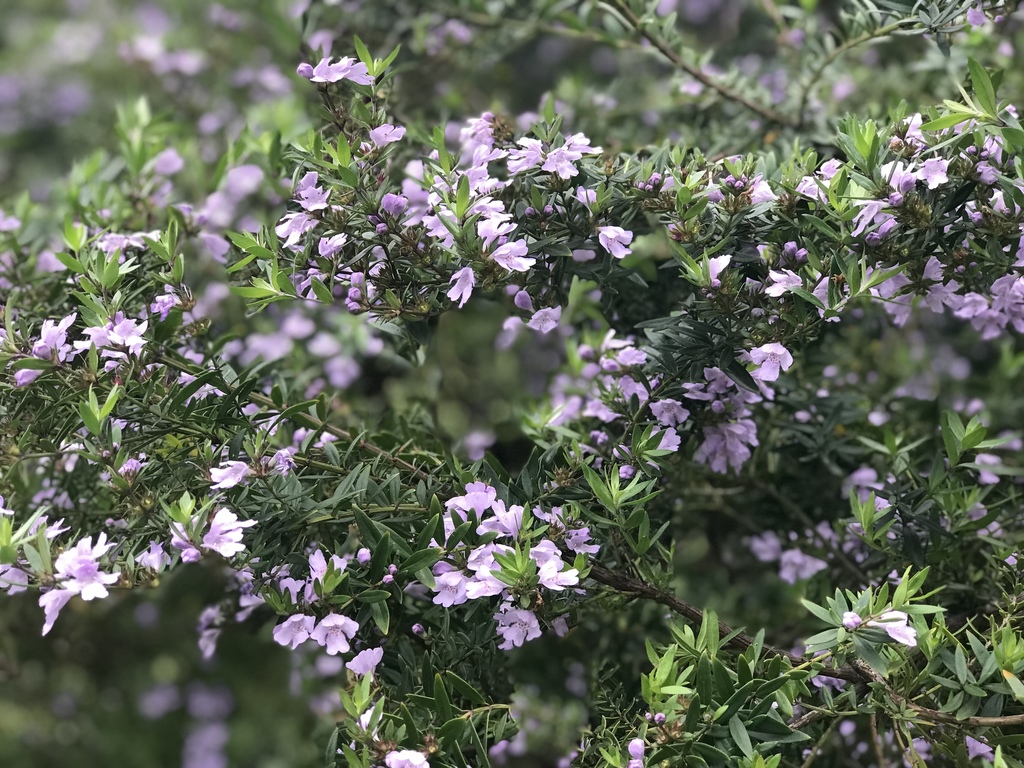 Westringia glabra, Violet westringia — upright evergreen (Lamiaceae) (image 5 of 10)