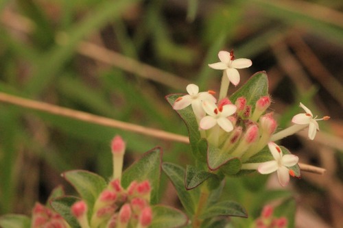 Pimelea humilis (Common Rice-flower) (alternate view 5)