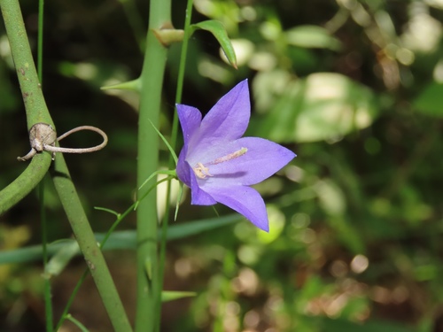 Campanula intercedens (intermediate bellflower)
