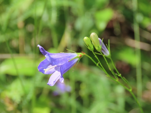 Campanula intercedens (intermediate bellflower) (alternate view 2)