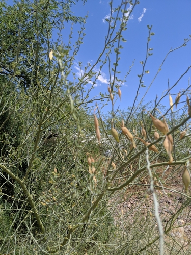 Parkinsonia florida (blue palo verde) (alternate view 2)
