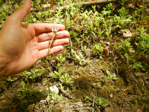 Antennaria parlinii (Parlin's Pussytoes)