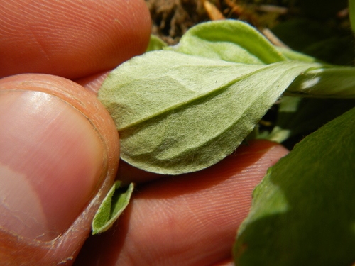 Antennaria parlinii (Parlin's Pussytoes) (alternate view 2)