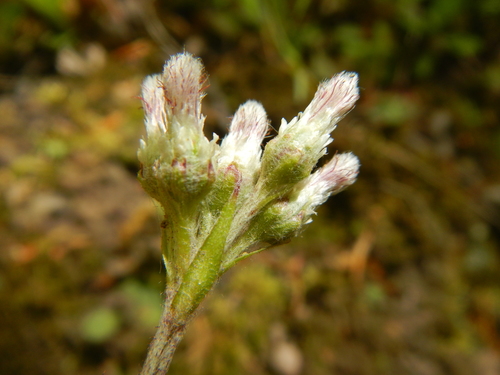 Antennaria parlinii (Parlin's Pussytoes) (alternate view 4)