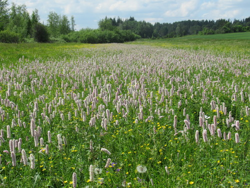 Bistorta officinalis (common bistort)
