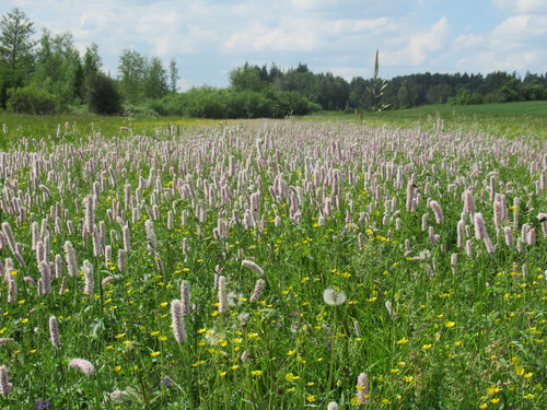 Bistorta officinalis (common bistort)