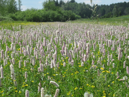 Bistorta officinalis (common bistort)