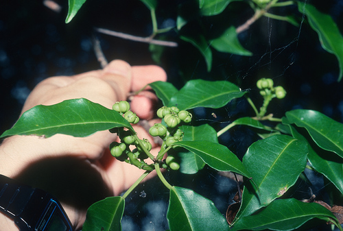 Excoecaria agallocha (milky mangrove) (alternate view 3)