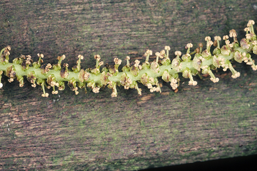 Excoecaria agallocha (milky mangrove) (alternate view 4)