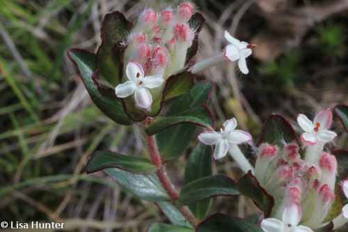 Pimelea humilis (Common Rice-flower) (alternate view 6)