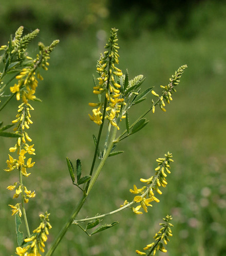 Melilotus officinalis (Yellow Sweetclover)