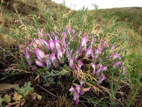 Oxytropis (Locoweed) (alternate view 5)