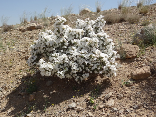 Convolvulus (bindweeds) (alternate view 8)