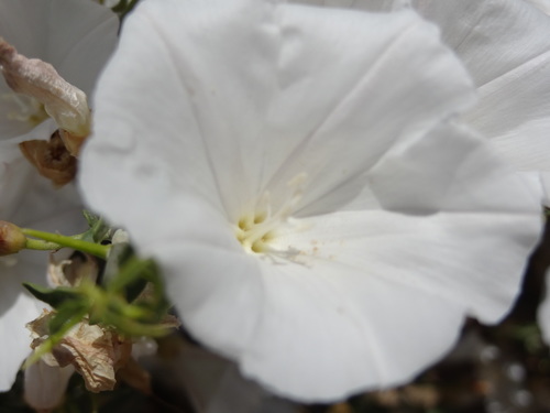Convolvulus (bindweeds) (alternate view 9)