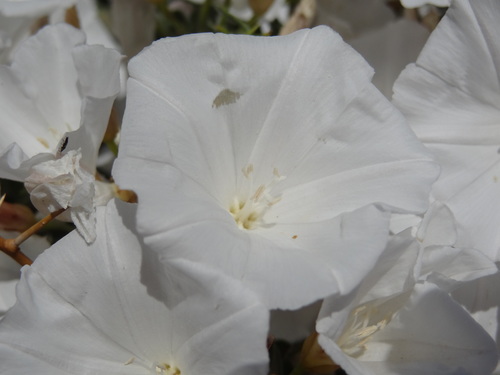 Convolvulus (bindweeds) (alternate view 10)