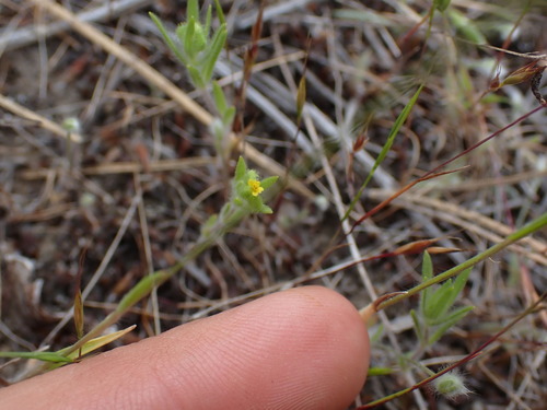 Madia (tarweeds) (alternate view 2)